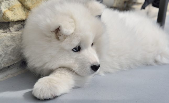 চীনে কুকুরছানার জন্য কিন্ডারগার্টেন: তরুণীর ব্যতিক্রমী উদ্যোগে আলোচনায় পোষা প্রাণি পরিচর্যা