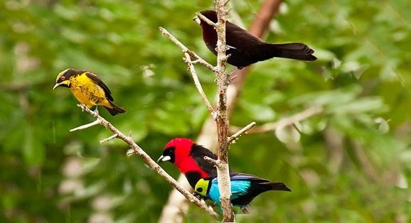 জীববৈচিত্র্য বিলুপ্তির প্রাকৃতিক কারণসমূহ