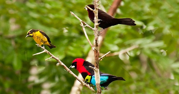 জীববৈচিত্র্য বিলুপ্তির প্রাকৃতিক কারণসমূহ
